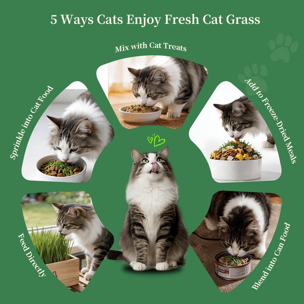 Cat Grass Kit with 5 Packets of Seeds, Wooden Planter, 6 Soil Discs, Trimming Scissors, Spray Bottle, and Mini Tools P5166