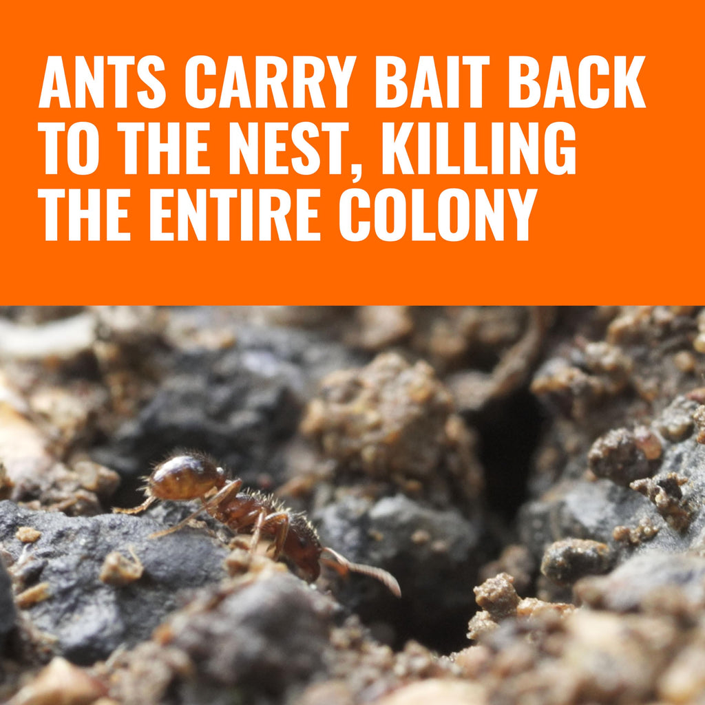 Outdoor Liquid Ant Bait Killer and Trap 8 Bait Stations M218416