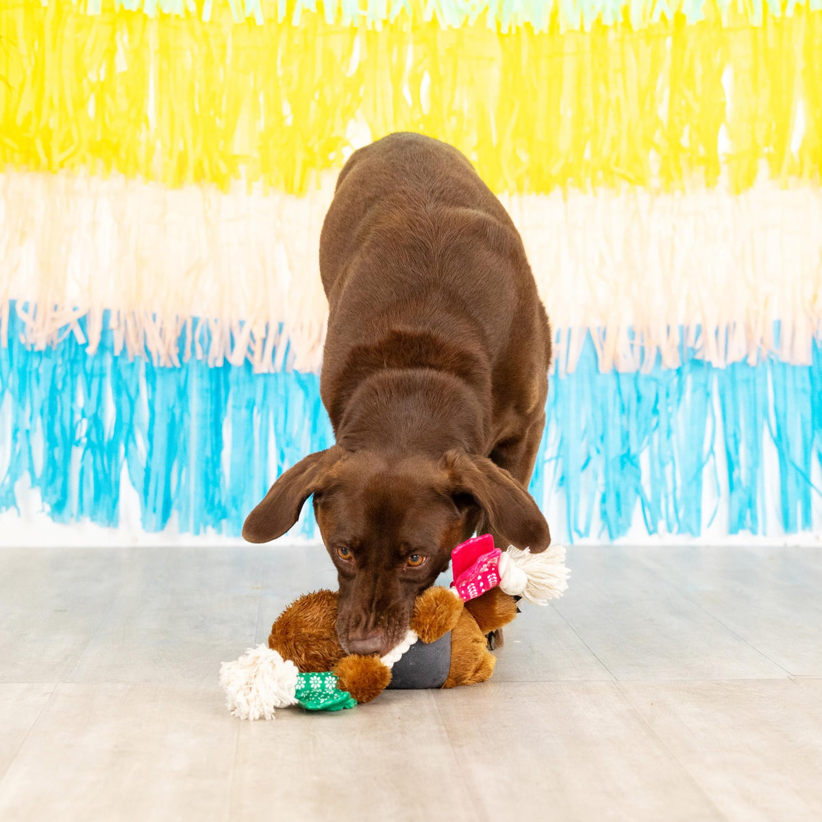 Plush Dog Toy C96327